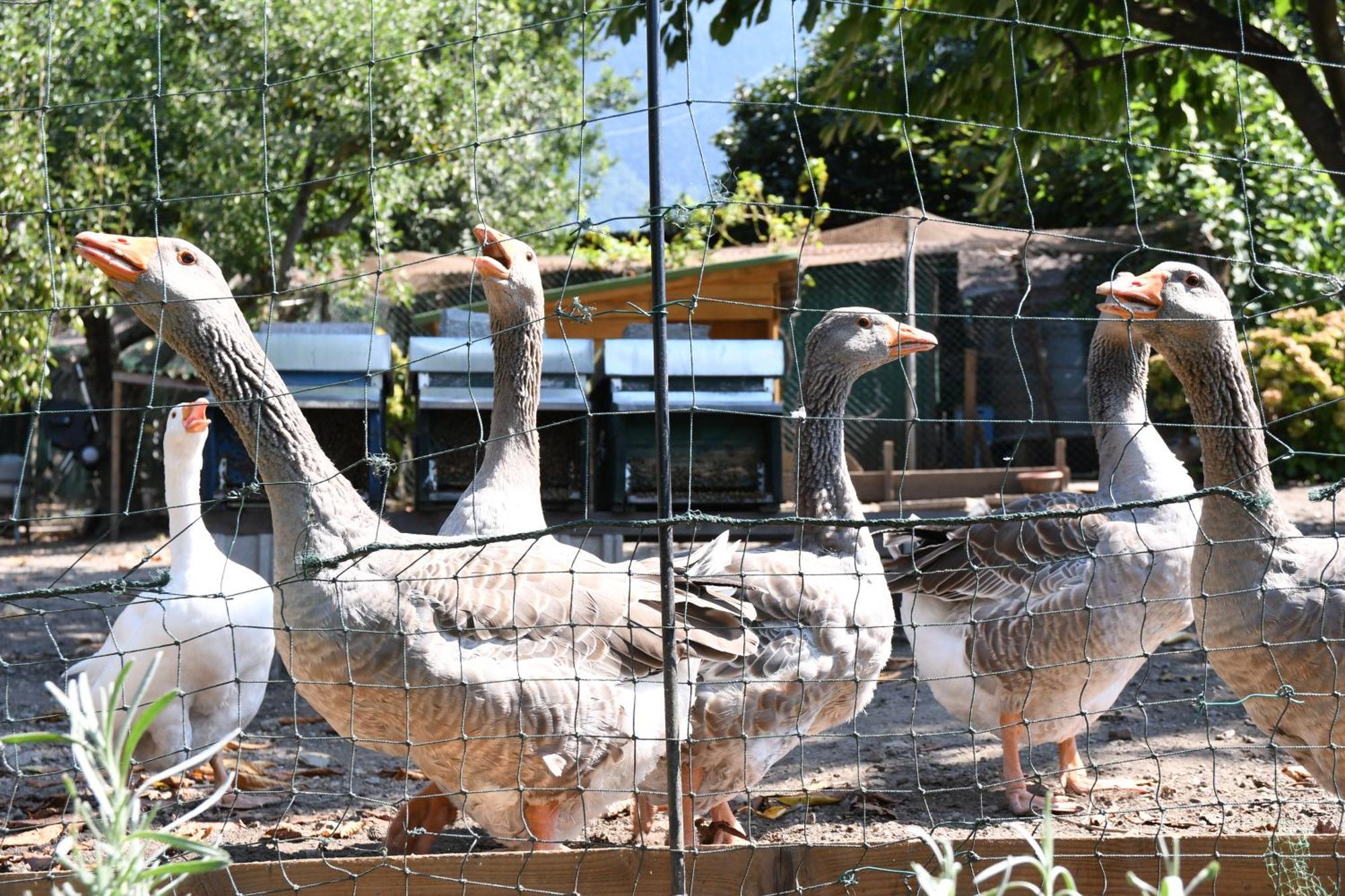 Il Giardino Dei Ciliegi Apartment คอลีโก ภายนอก รูปภาพ