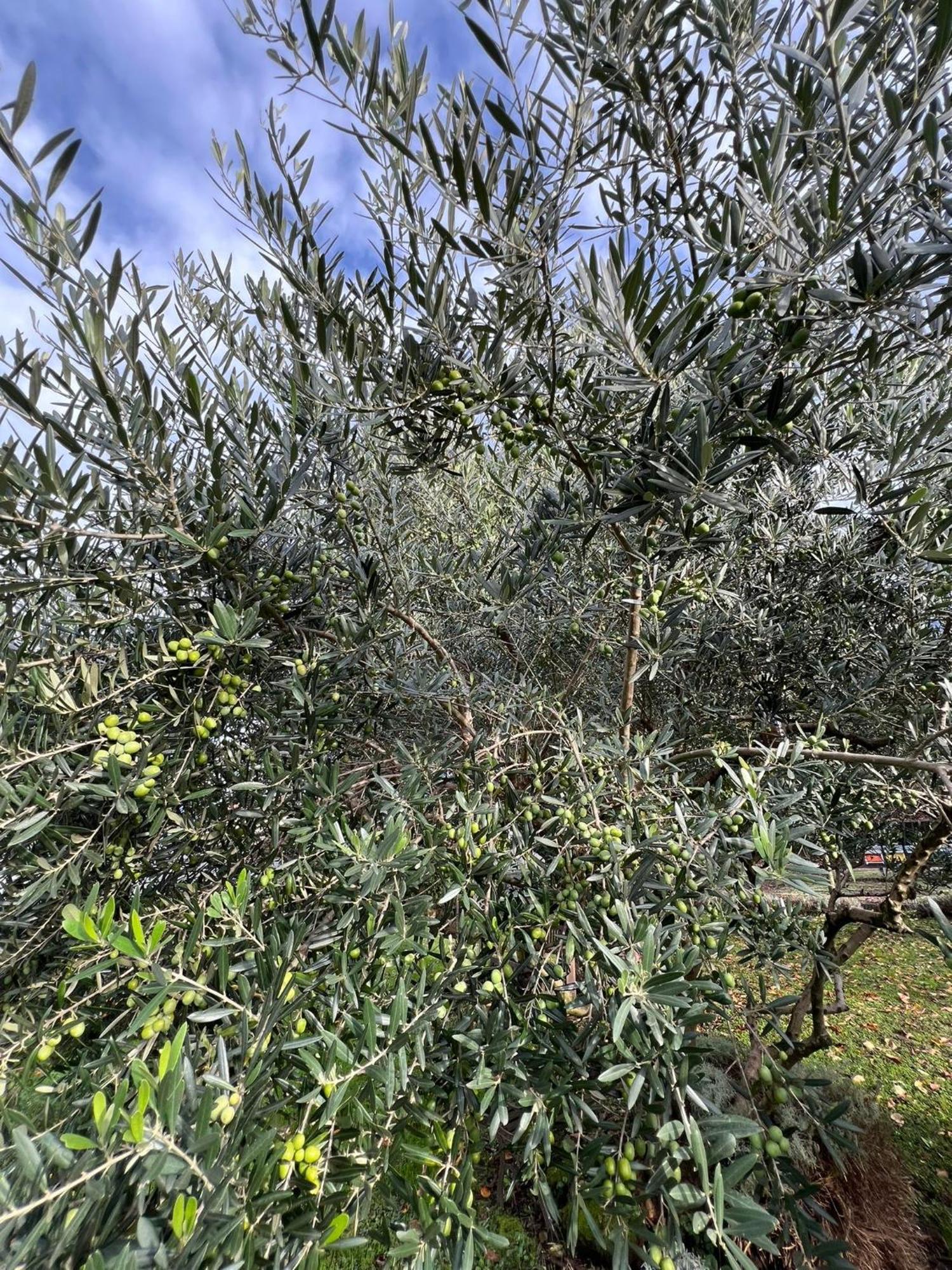 Il Giardino Dei Ciliegi Apartment คอลีโก ภายนอก รูปภาพ
