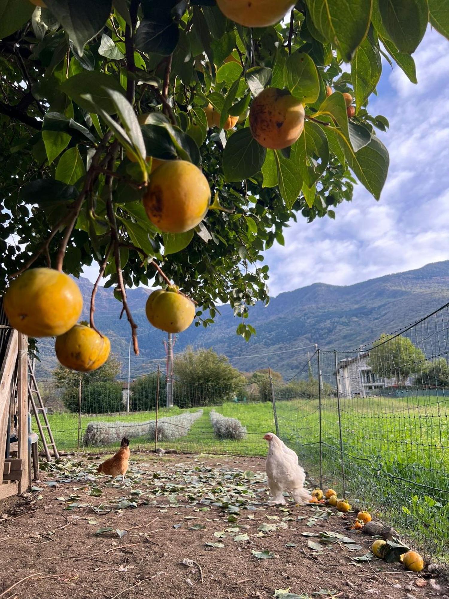 Il Giardino Dei Ciliegi Apartment คอลีโก ภายนอก รูปภาพ